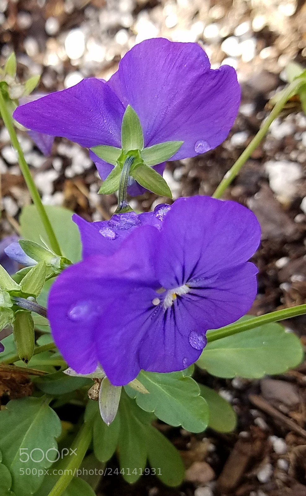 Samsung Galaxy S7 sample photo. Purple rain photography