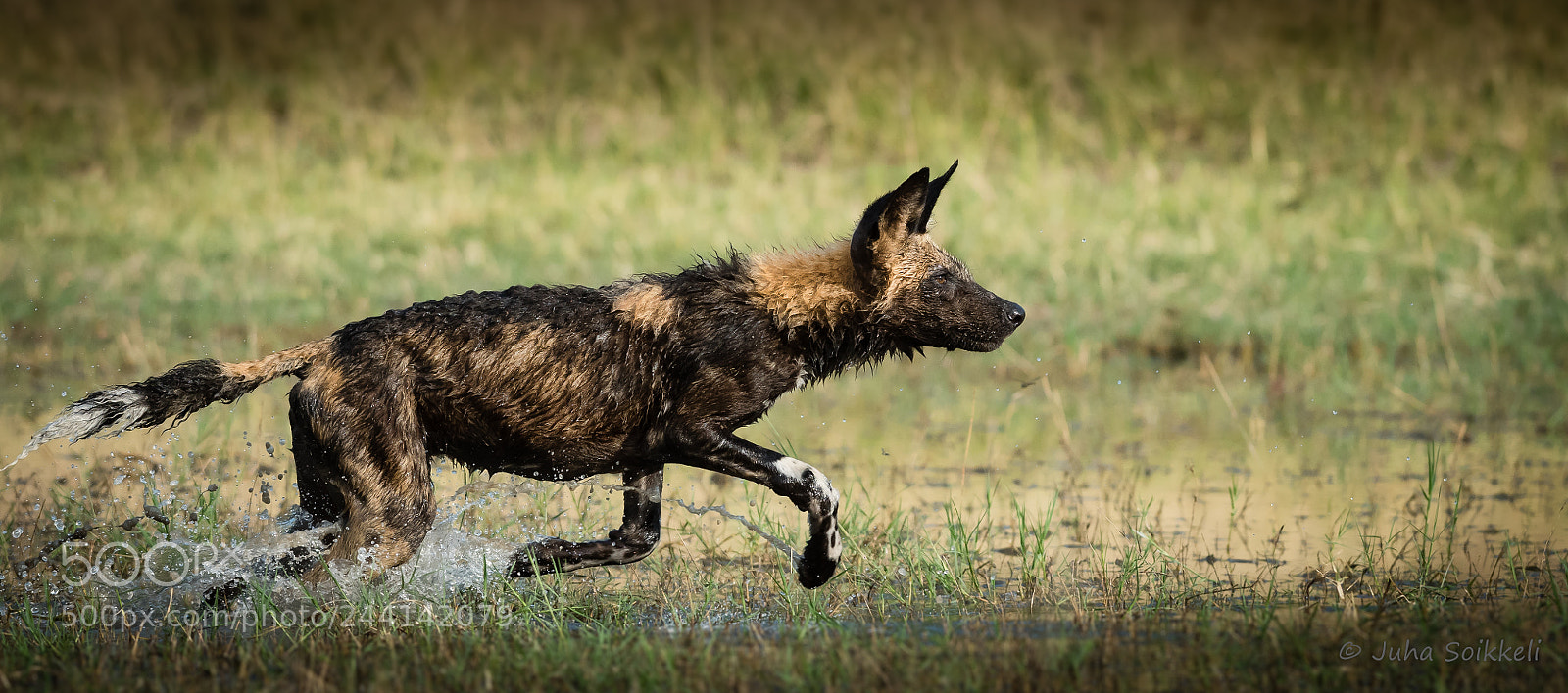 Nikon D810 sample photo. Wilddog moremi gr photography