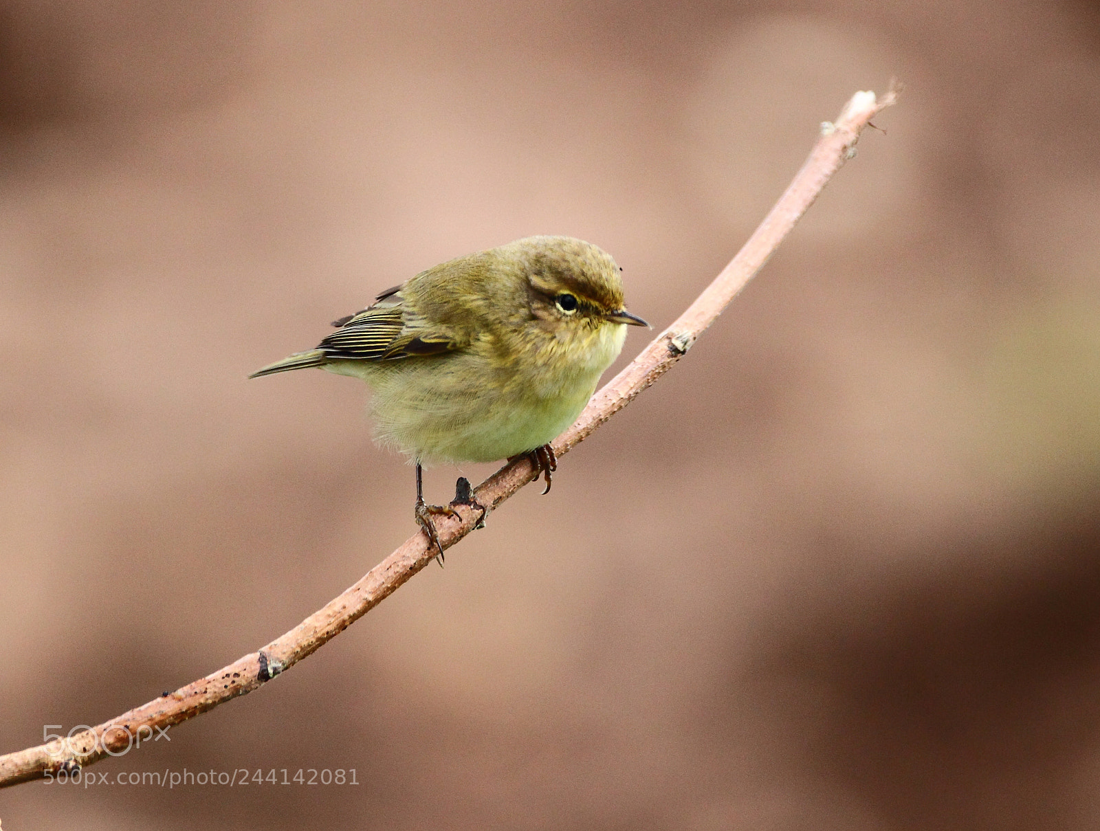 Canon EOS-1D Mark IV sample photo. Chiffchaff photography