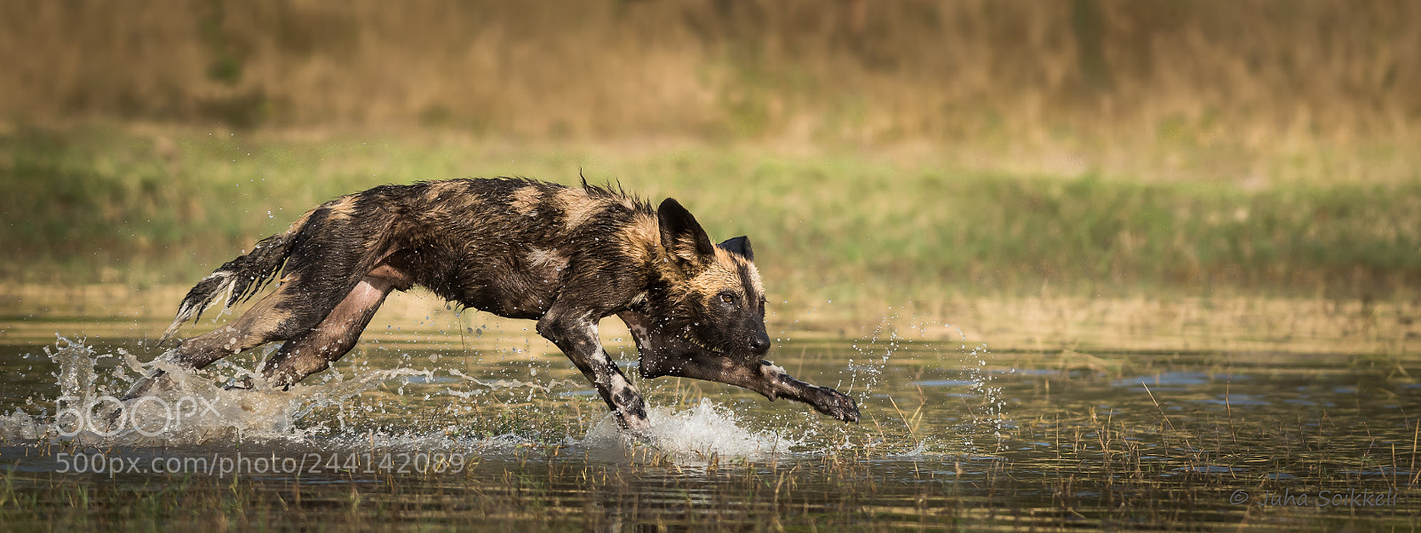 Nikon D810 sample photo. Wilddog moremi gr photography