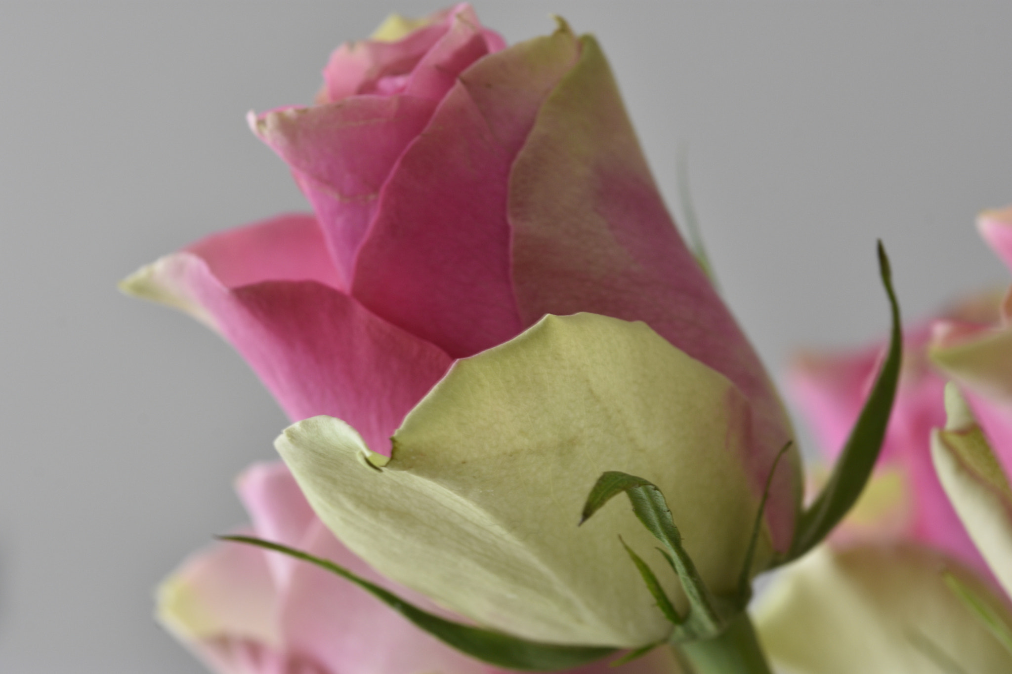 Sigma 105mm F2.8 EX DG OS HSM sample photo. Rose flower photography