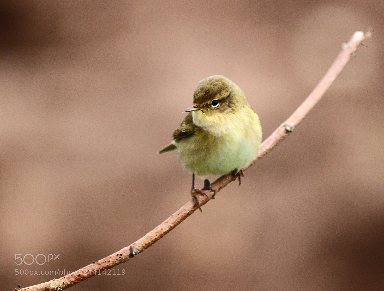 Canon EOS-1D Mark IV sample photo. Chiffchaff photography
