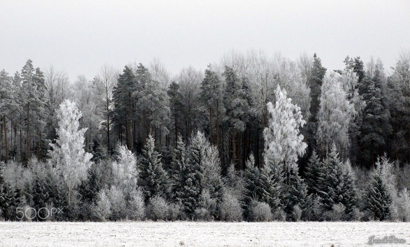 Sony Cyber-shot DSC-HX300 sample photo. Winter forest photography