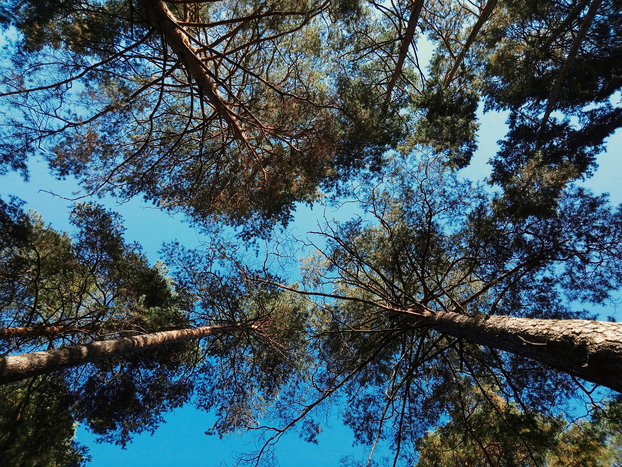 Meizu M5 sample photo. The forest photography