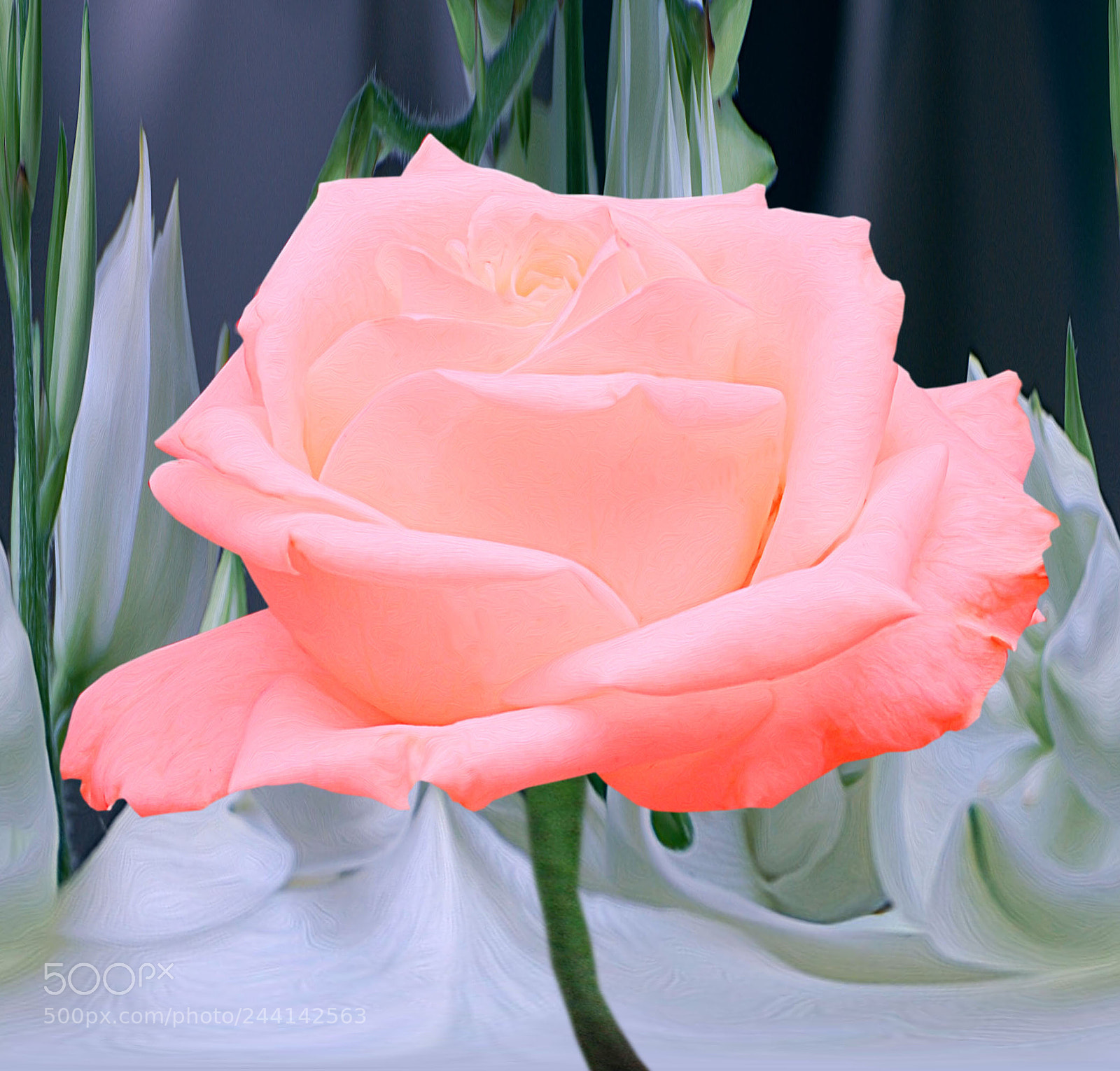Nikon D40 sample photo. Untitled photography