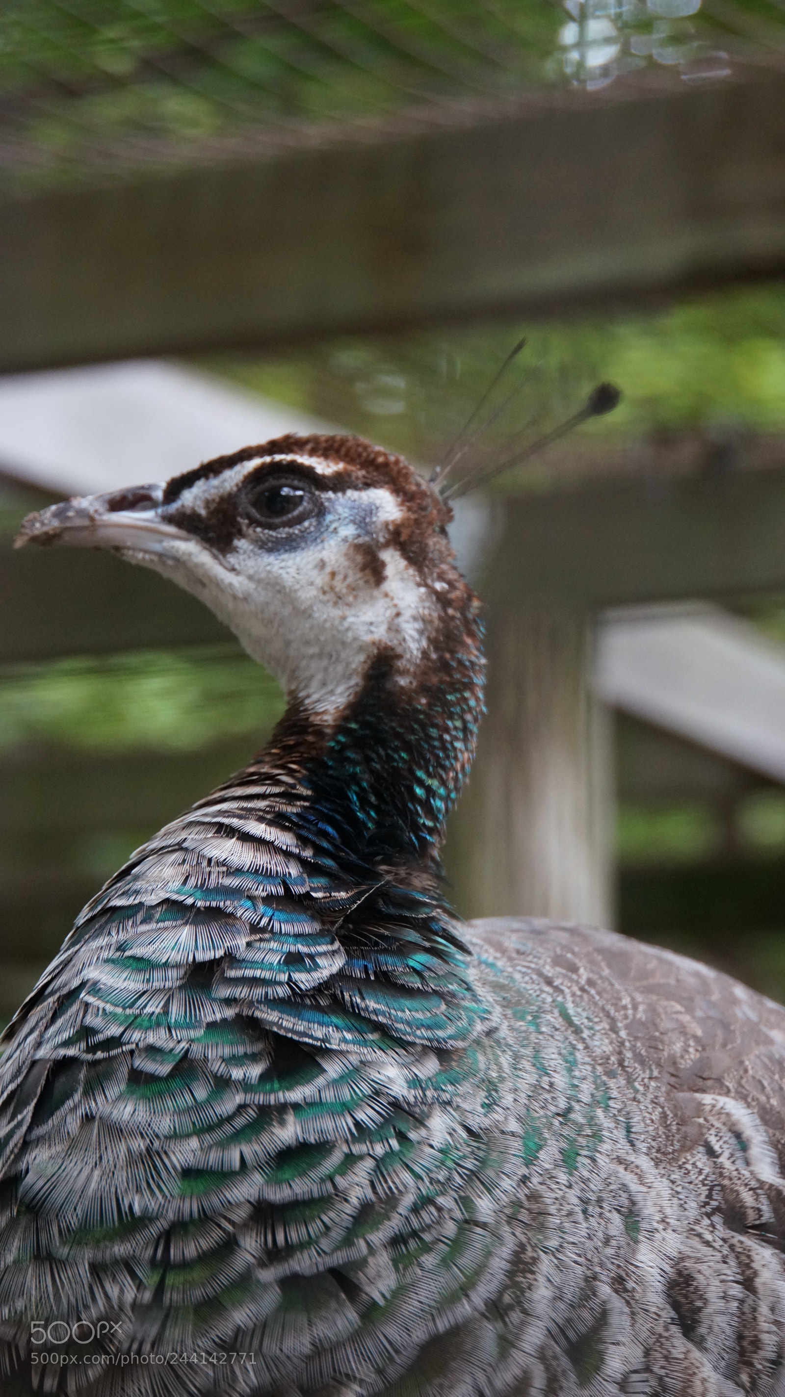 Sony Alpha NEX-6 sample photo. Peacock photography