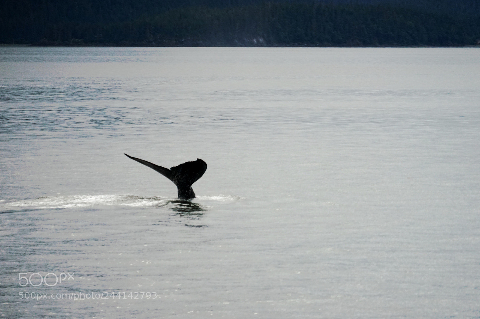 Sony a7 II sample photo. Tail of a whale photography