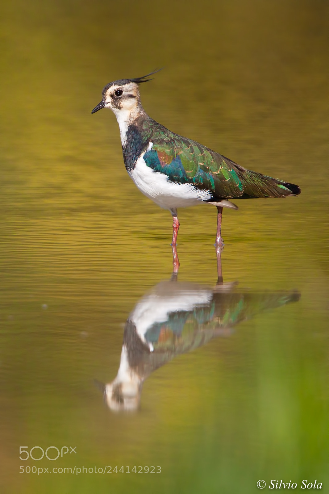 Canon EOS 50D sample photo. Lapwing. photography