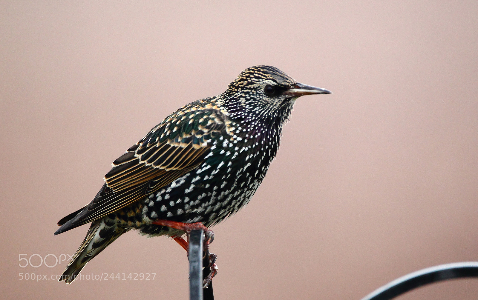 Canon EOS-1D Mark IV sample photo. Starling photography