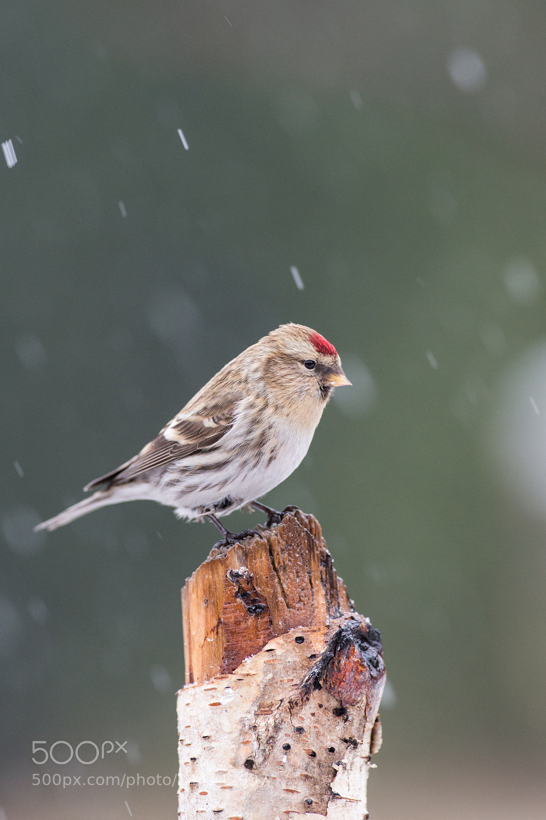 Nikon D4S sample photo. Redpoll waiting for spring photography