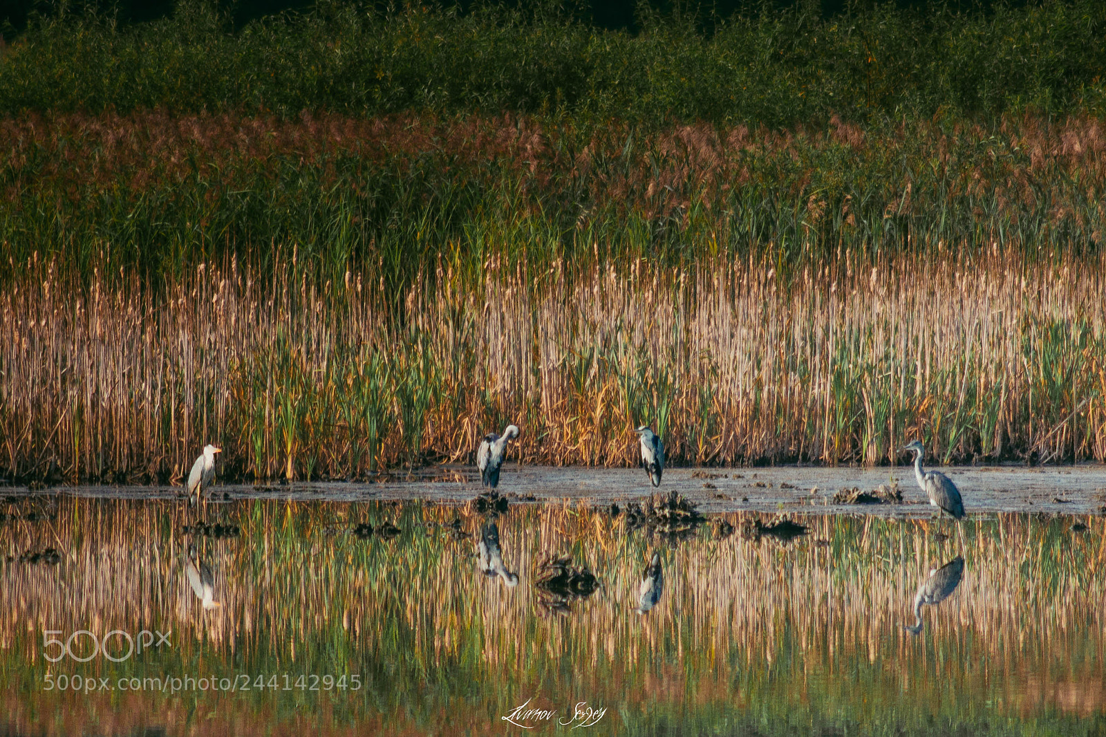 Nikon D7200 sample photo. Herons photography
