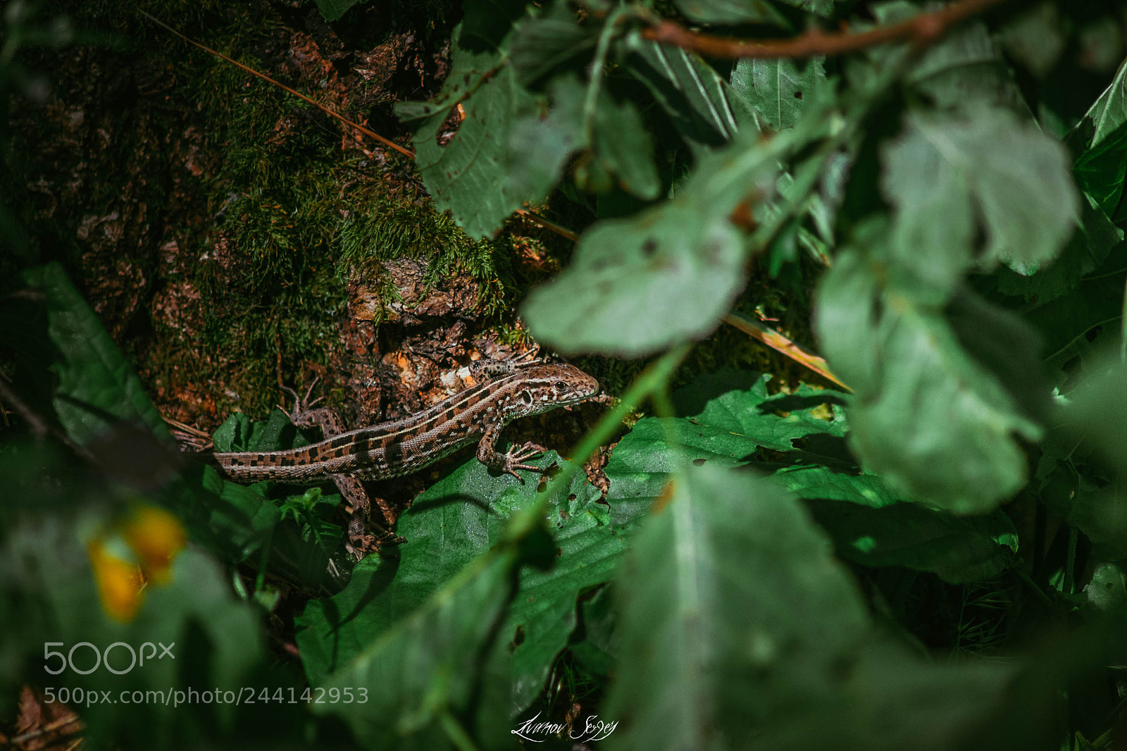 Nikon D7200 sample photo. Lizard photography