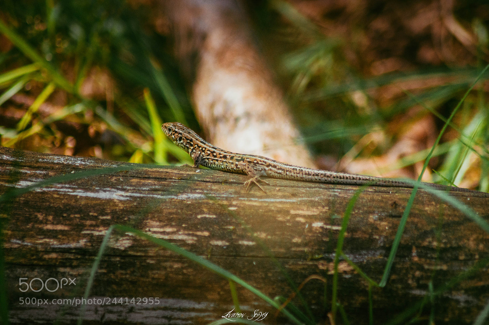 Nikon D7200 sample photo. Lizard photography