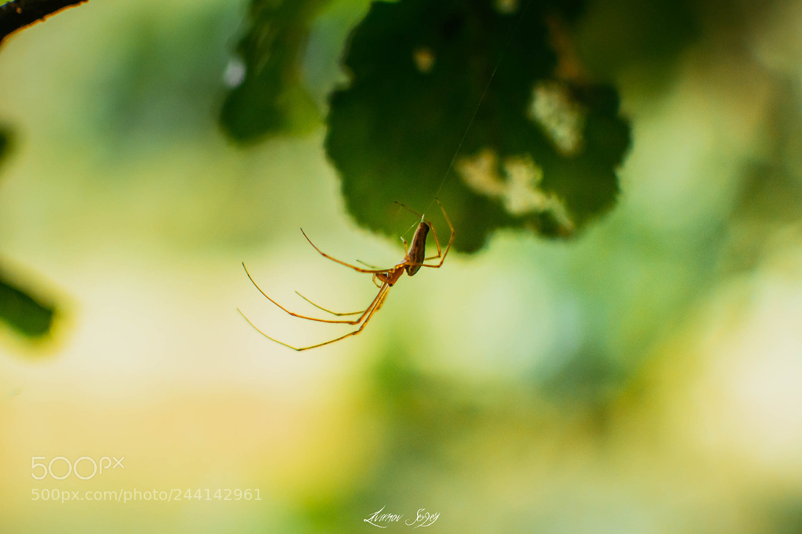 Nikon D7200 sample photo. Spider photography
