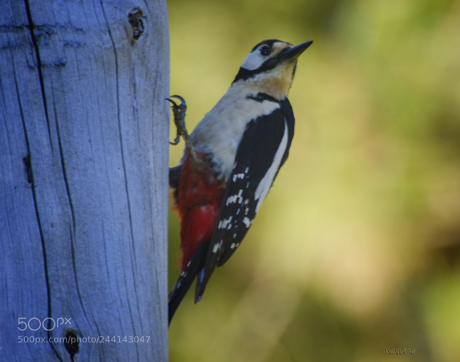Nikon D5100 sample photo. Pico-picapinos photography