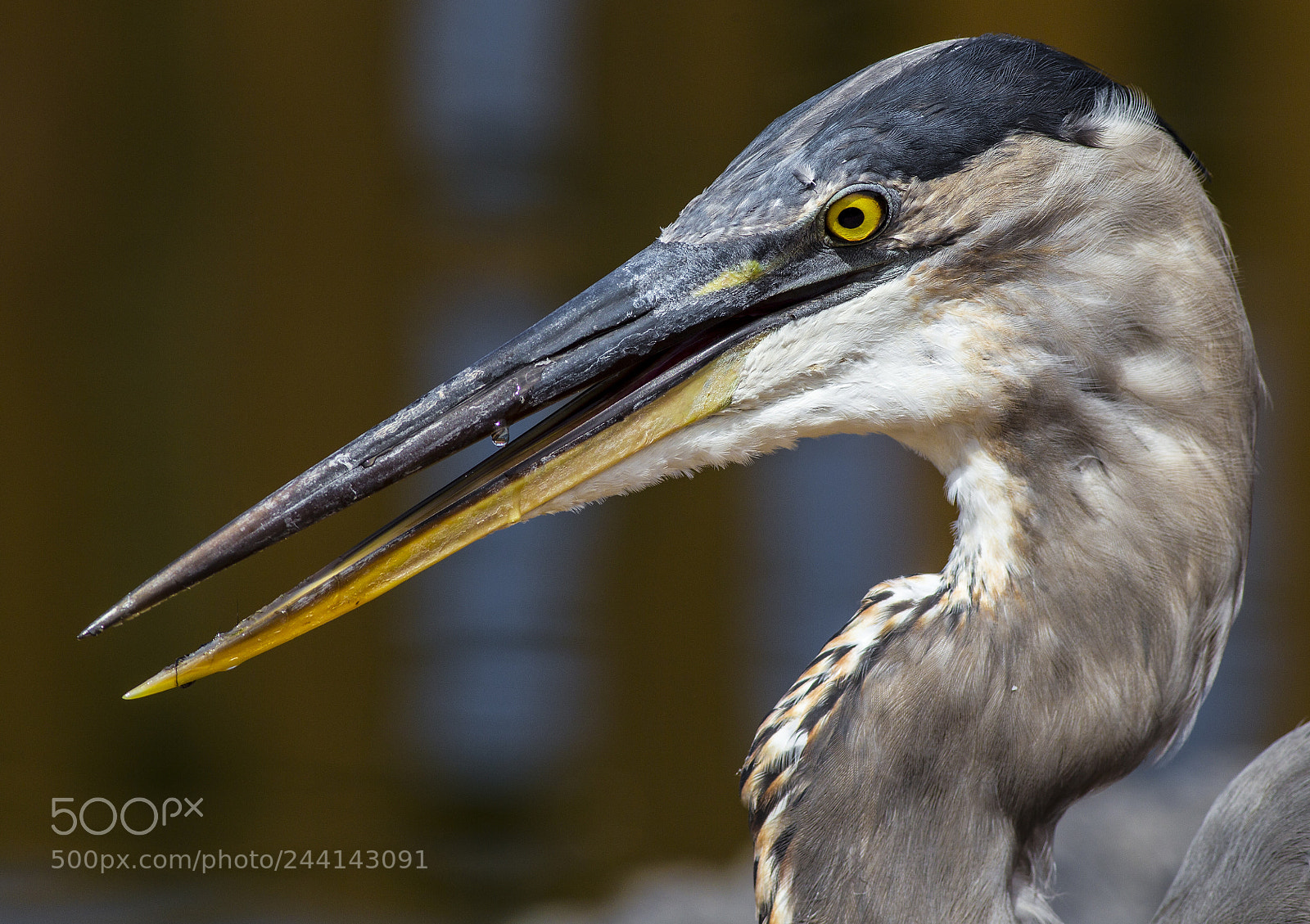 Canon EOS-1D Mark IV sample photo. Great blue heron photography