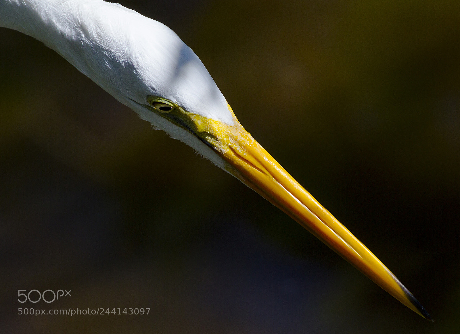 Canon EOS-1D Mark IV sample photo. Great egret florida photography