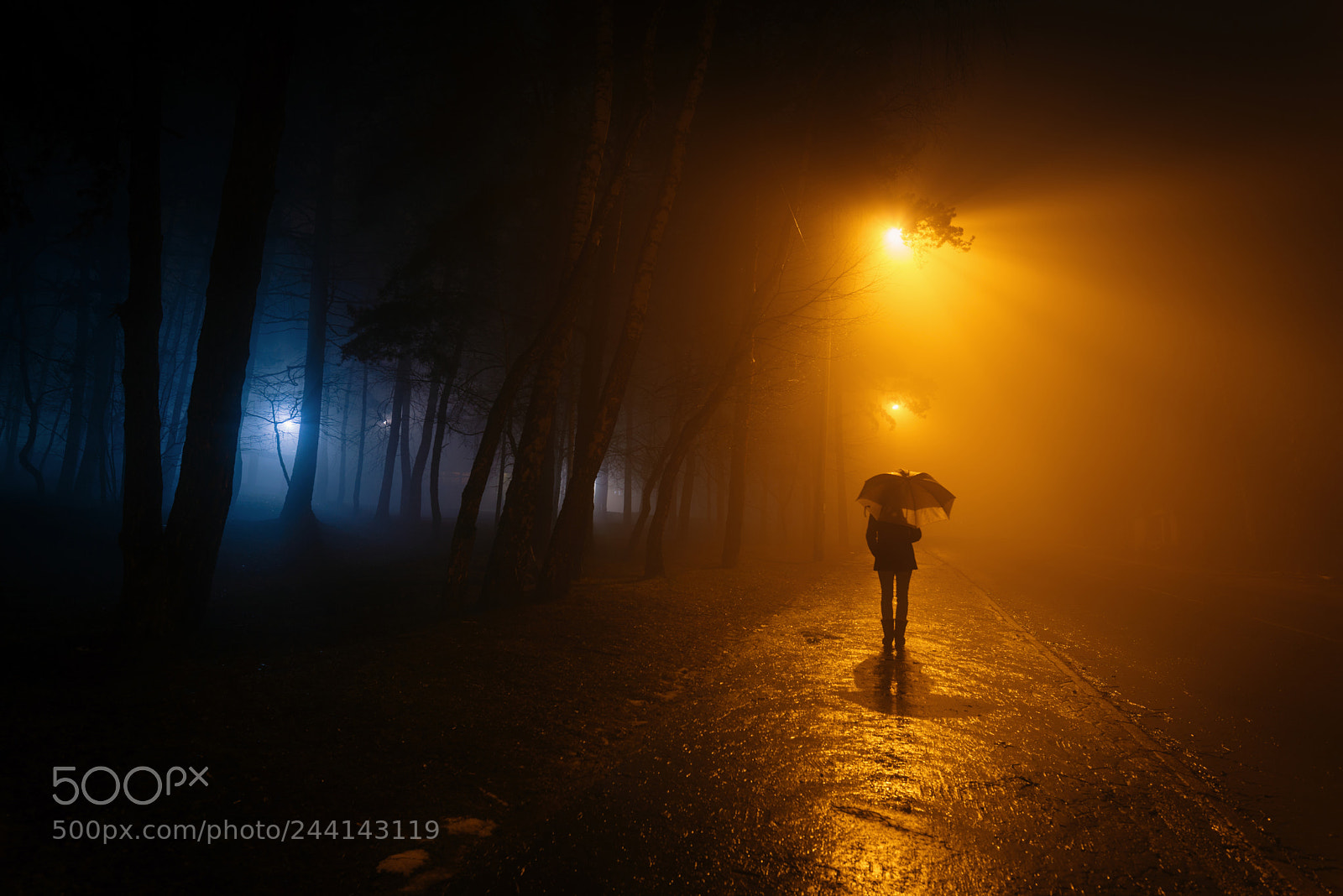 Nikon D600 sample photo. Walking in the fog photography