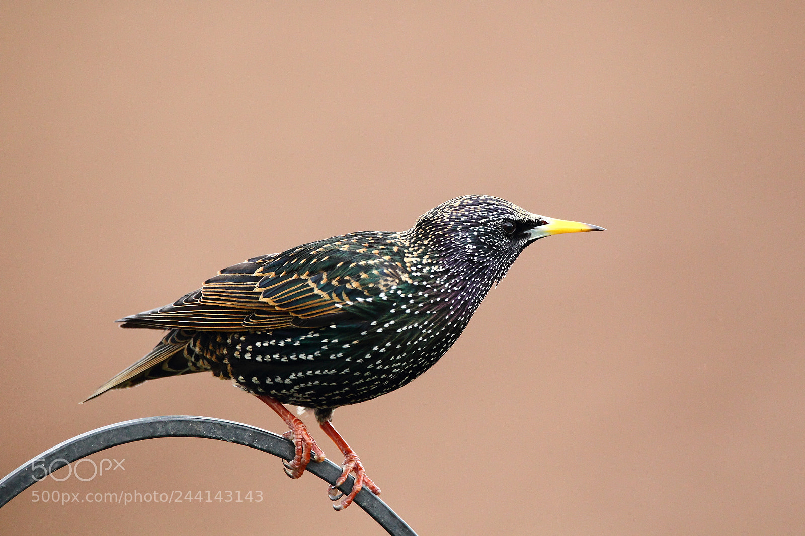 Canon EOS-1D Mark IV sample photo. Starling photography