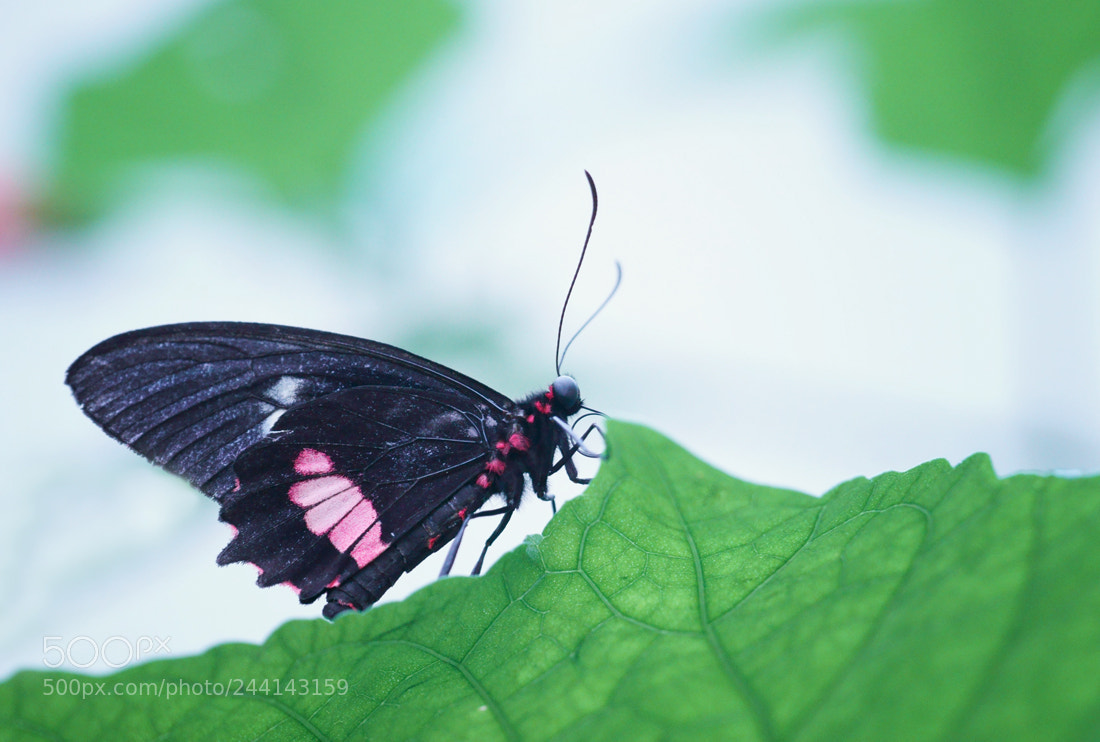 Sony ILCA-77M2 sample photo. Butterfly photography