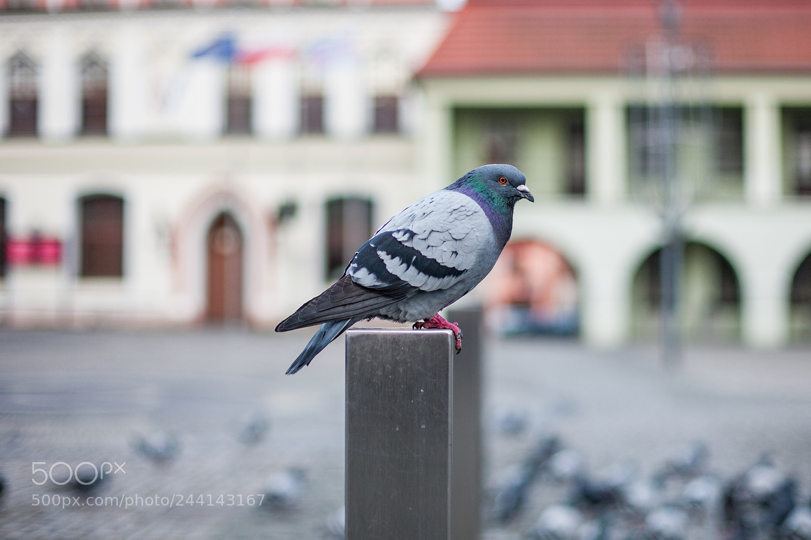 Canon EOS 5D sample photo. Pigeon photography
