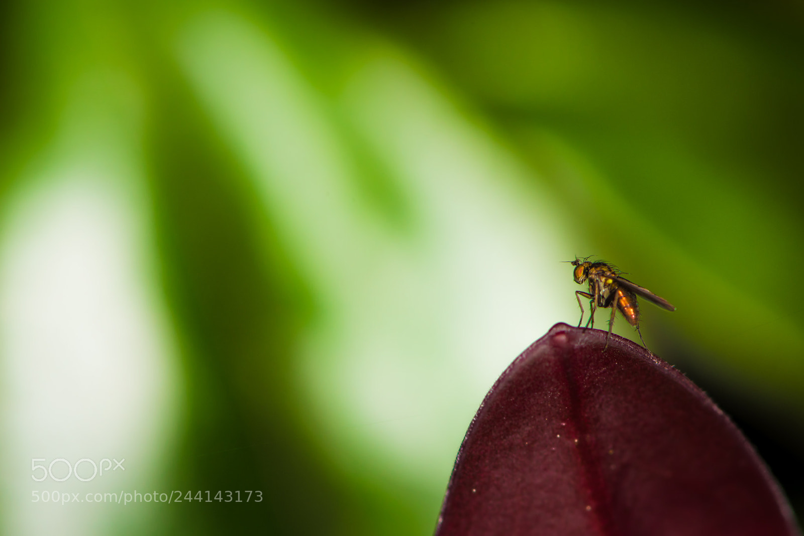 Nikon D810 sample photo. There is always hope photography