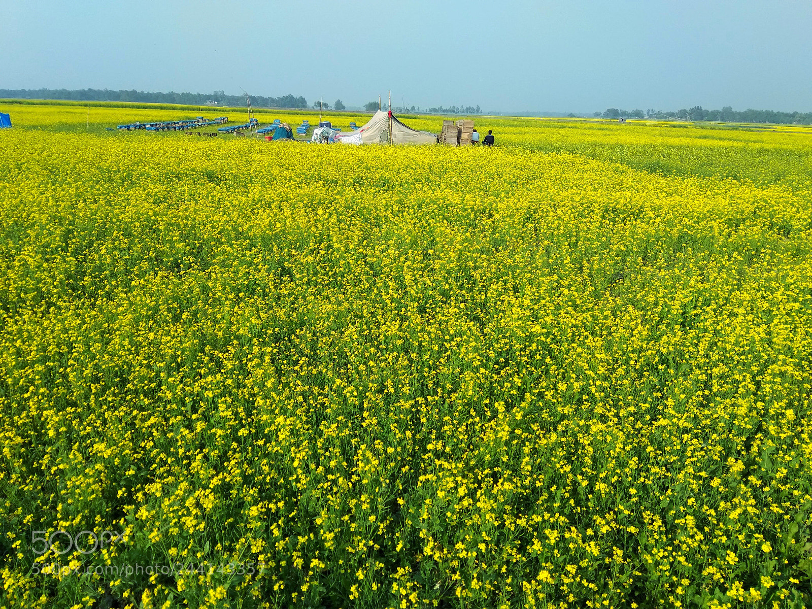 Xiaomi Redmi Note 4 sample photo. Rapeseed land photography
