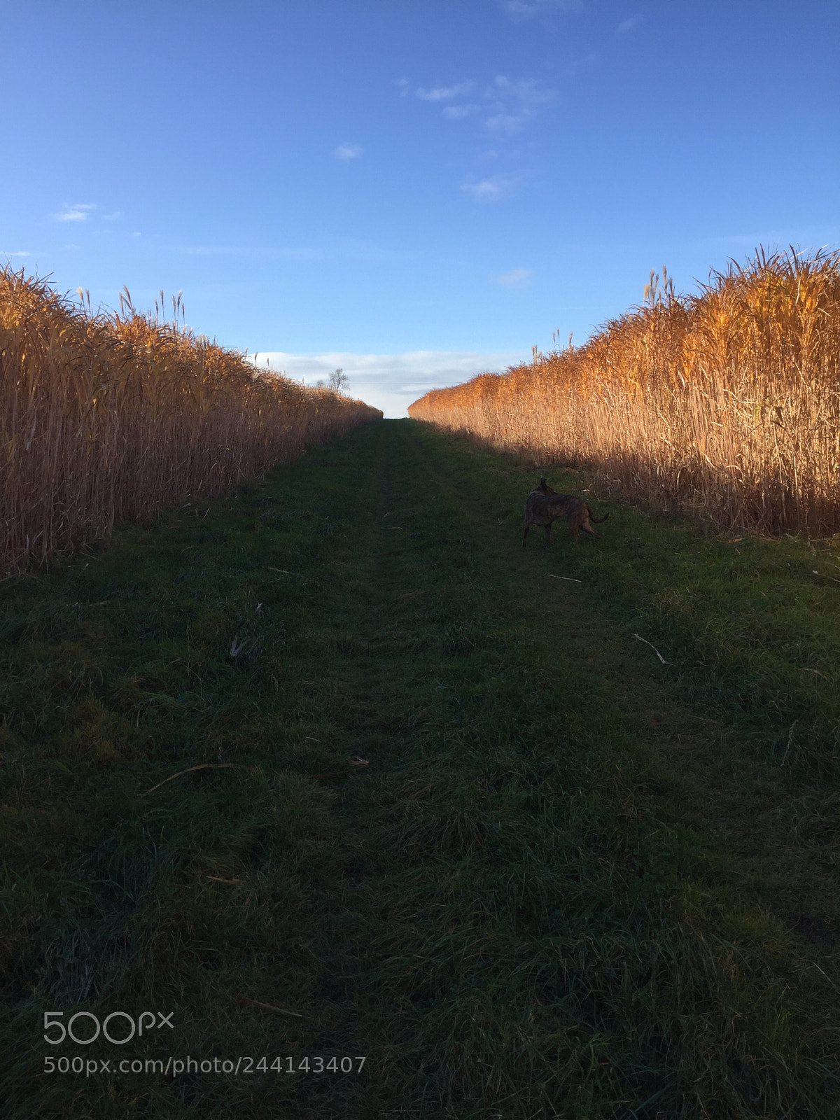 Apple iPhone 6 sample photo. Reed fields. glampthorn photography