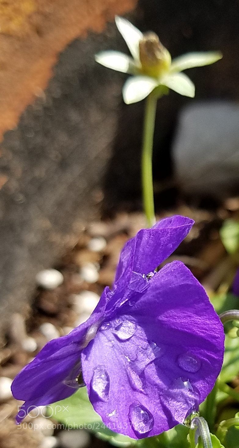Samsung Galaxy S7 sample photo. Spring beauty photography
