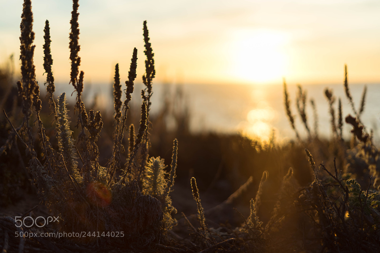 Sony a7 II sample photo. Whispies photography