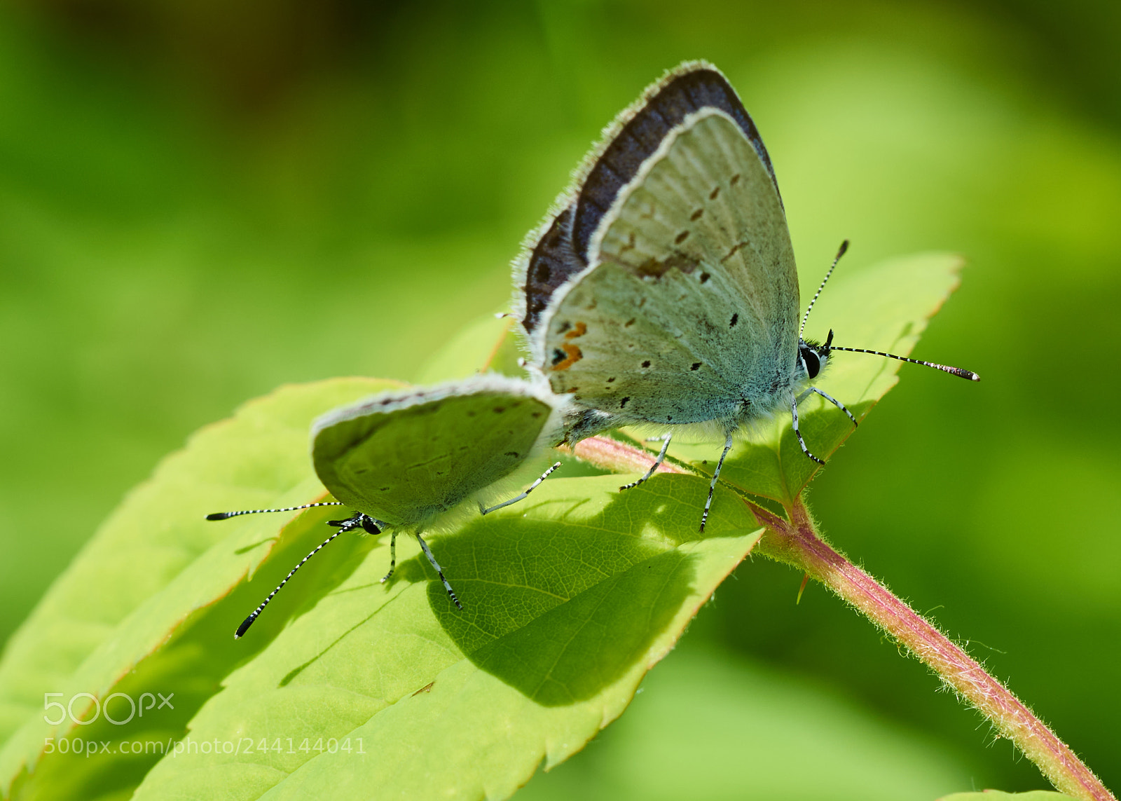 Sony a7R II sample photo. Western tailed-blue photography