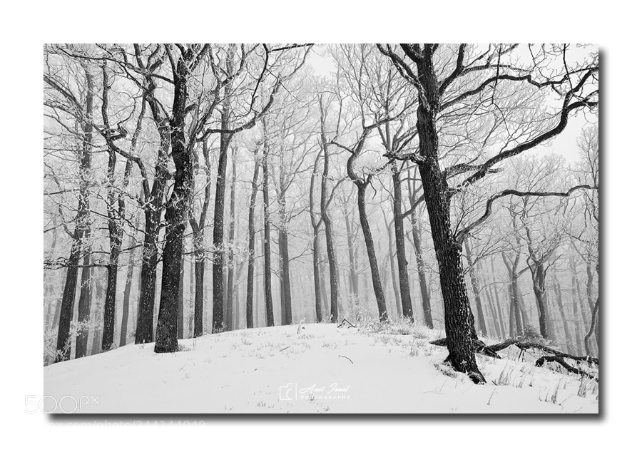 Nikon D7100 sample photo. Dancing trees photography