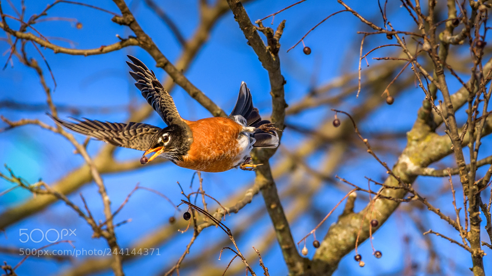 Nikon D500 sample photo. American robin photography