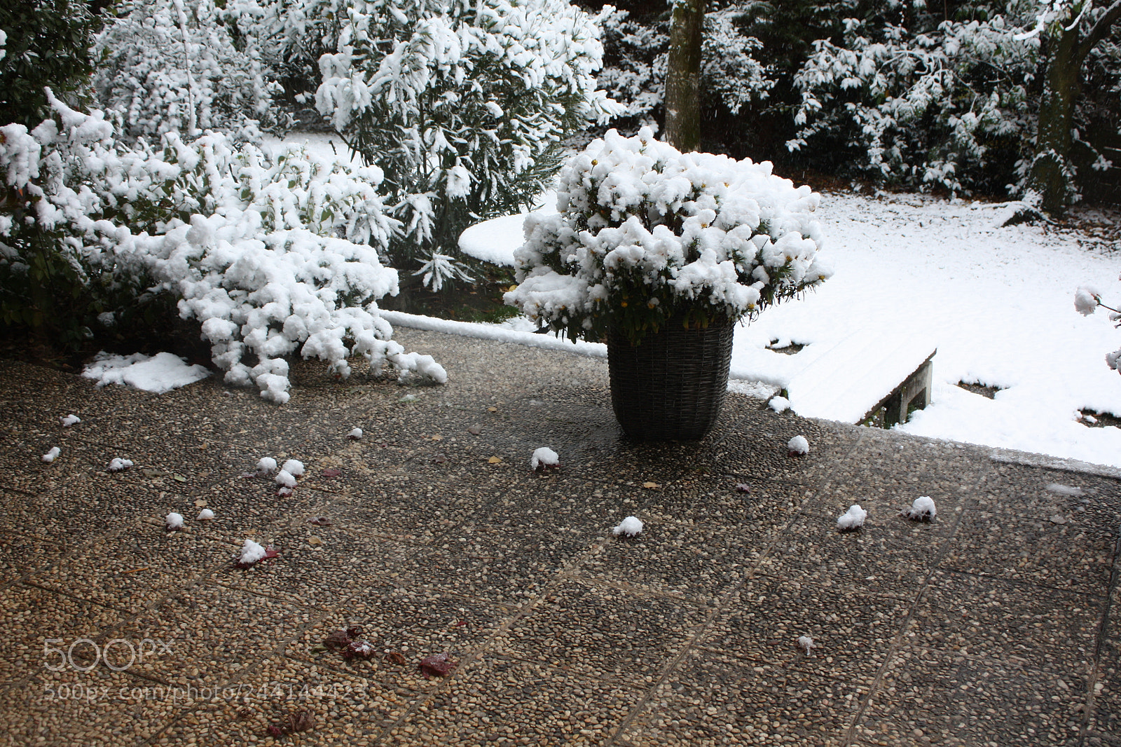 Canon EF-S 18-55mm F3.5-5.6 IS sample photo. Frosting on a snow photography