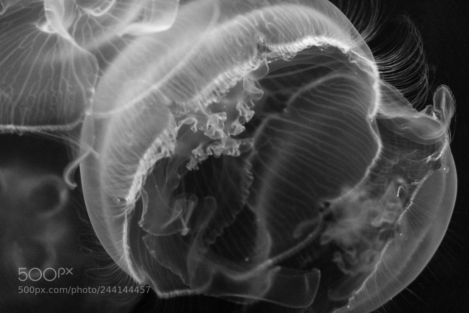 Canon EOS 760D (EOS Rebel T6s / EOS 8000D) sample photo. Jellyfish aquarium of the photography