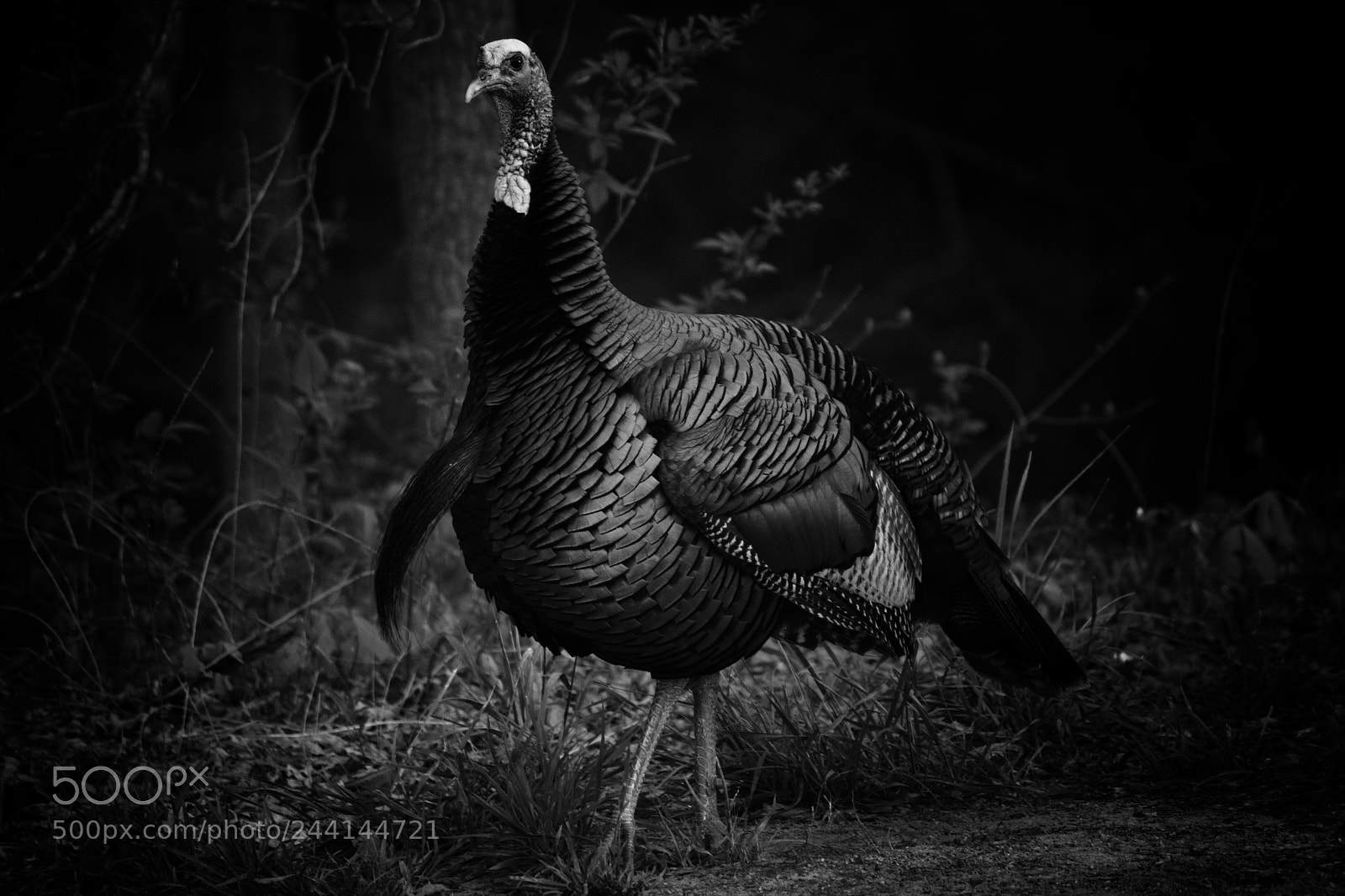 Canon EOS 50D sample photo. Turkey photography