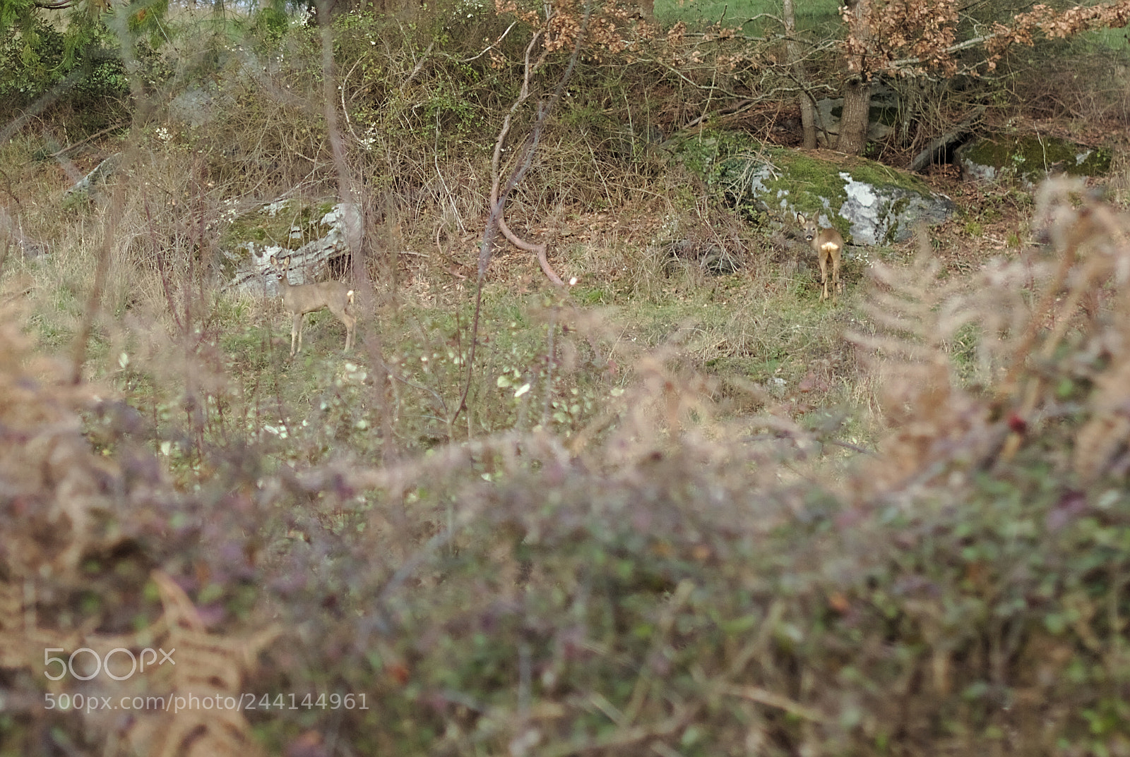 Canon EOS 7D + Canon EF 50mm F1.8 II sample photo. Deers photography