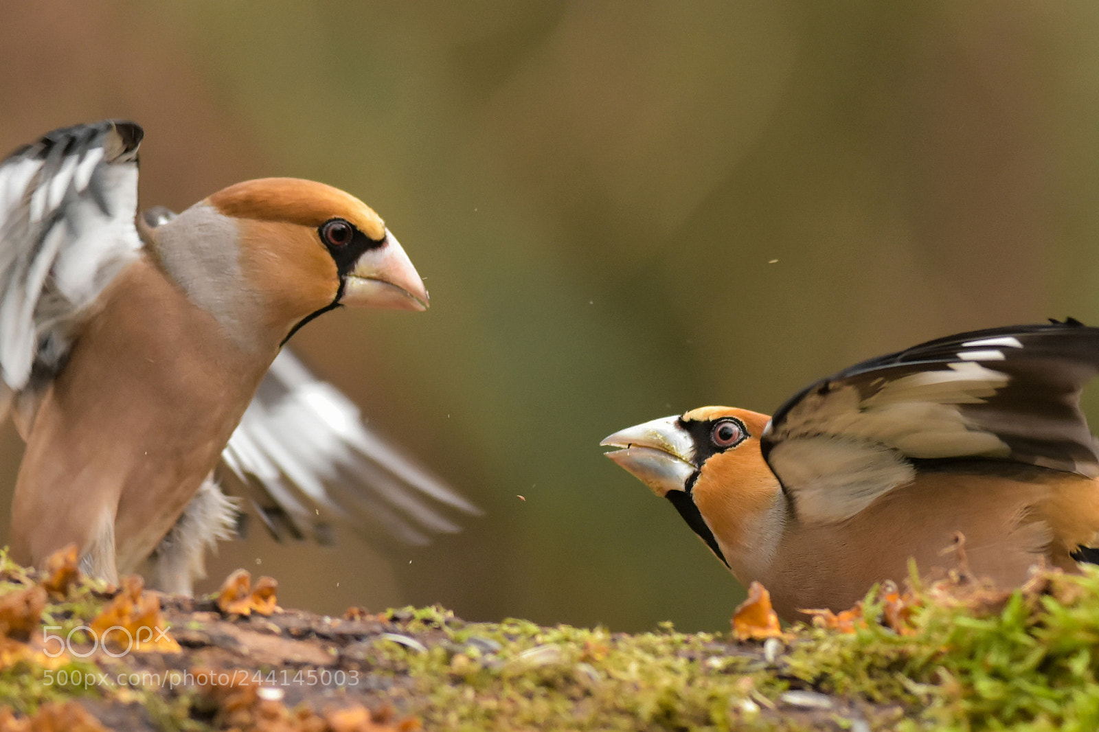 Nikon D7200 sample photo. Grosbeak fight photography