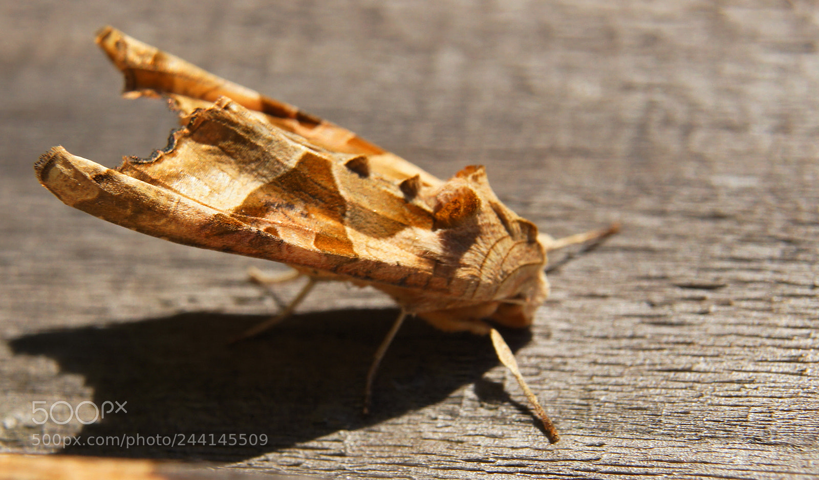 Sony SLT-A33 sample photo. Moth on fence photography