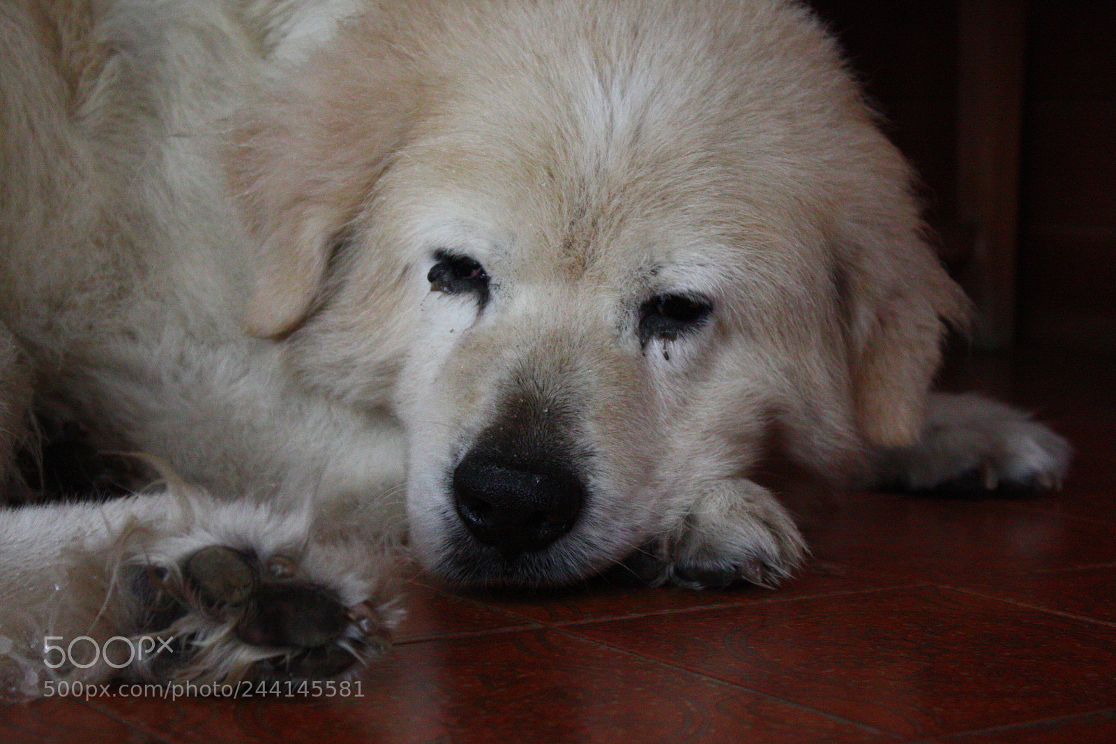 Canon EF-S 18-55mm F3.5-5.6 IS sample photo. Afternoon nap photography