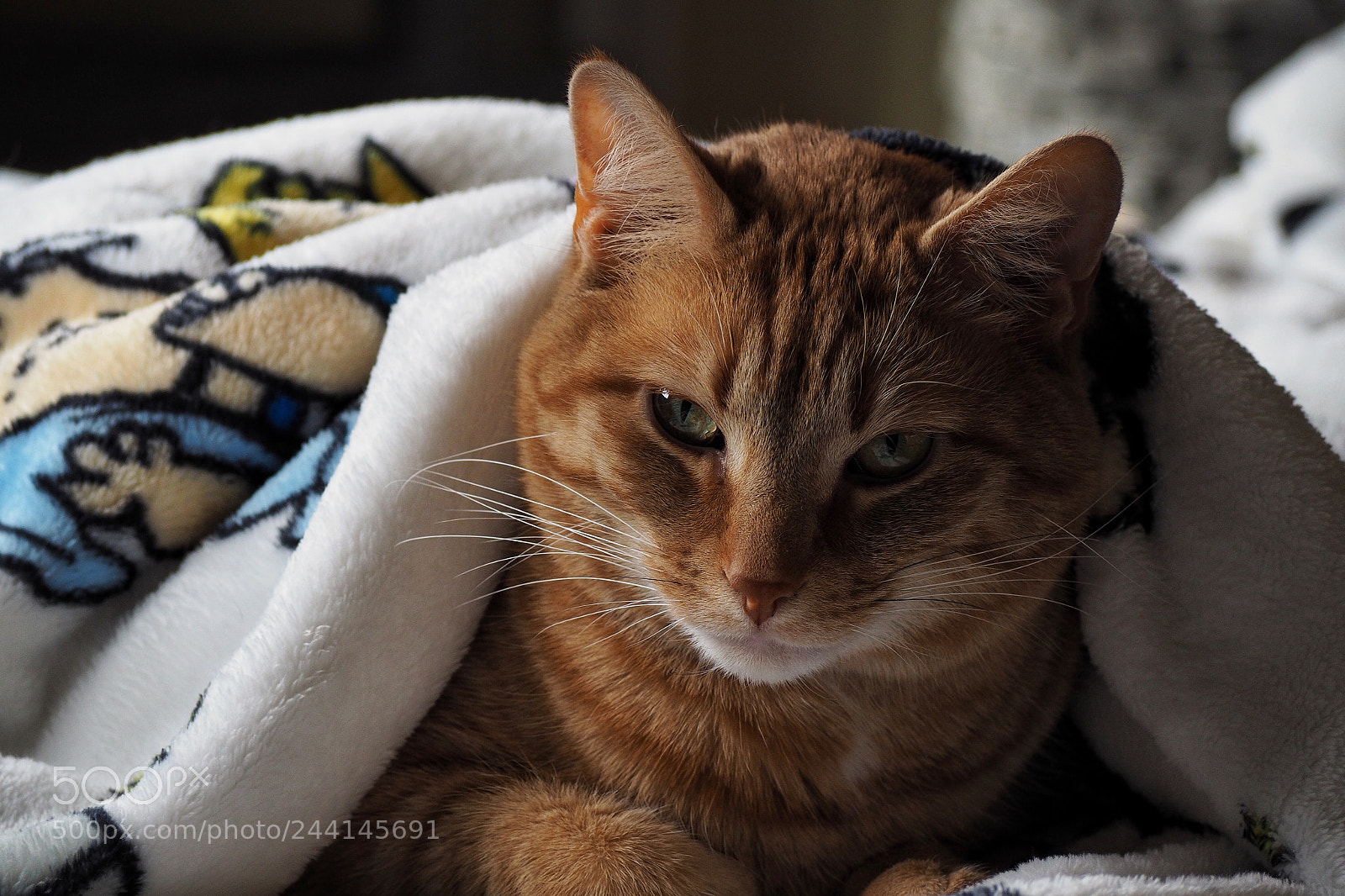 Olympus OM-D E-M10 II sample photo. Warm cat photography