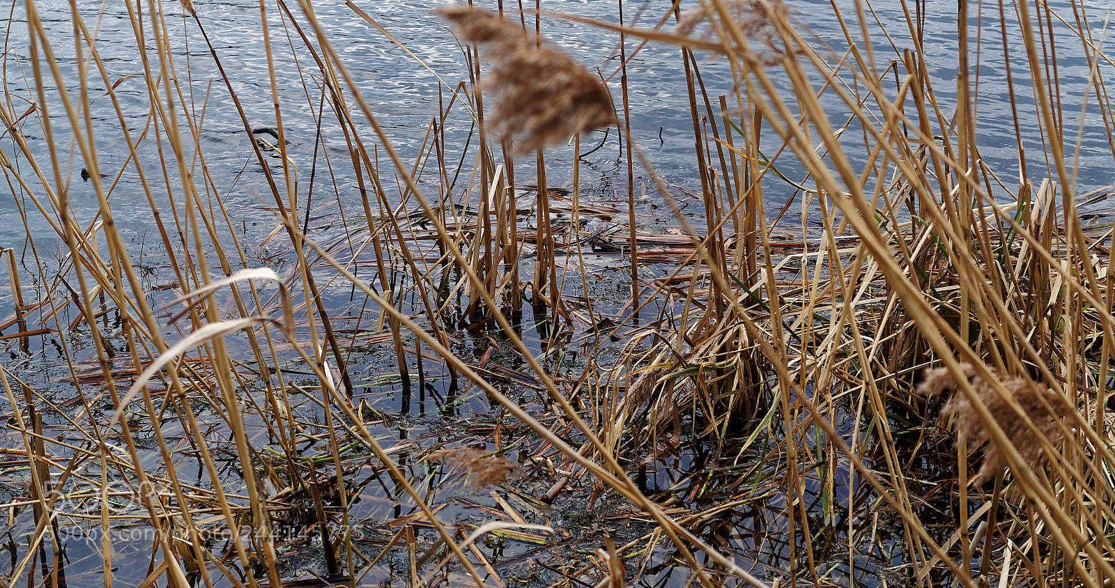 Olympus OM-D E-M5 sample photo. Braunschweig, natur am s photography