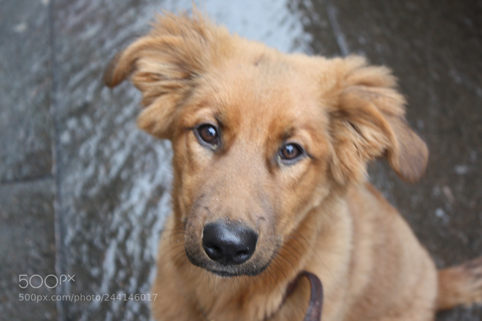 Canon EF-S 18-55mm F3.5-5.6 IS sample photo. Puppy’s eyes photography