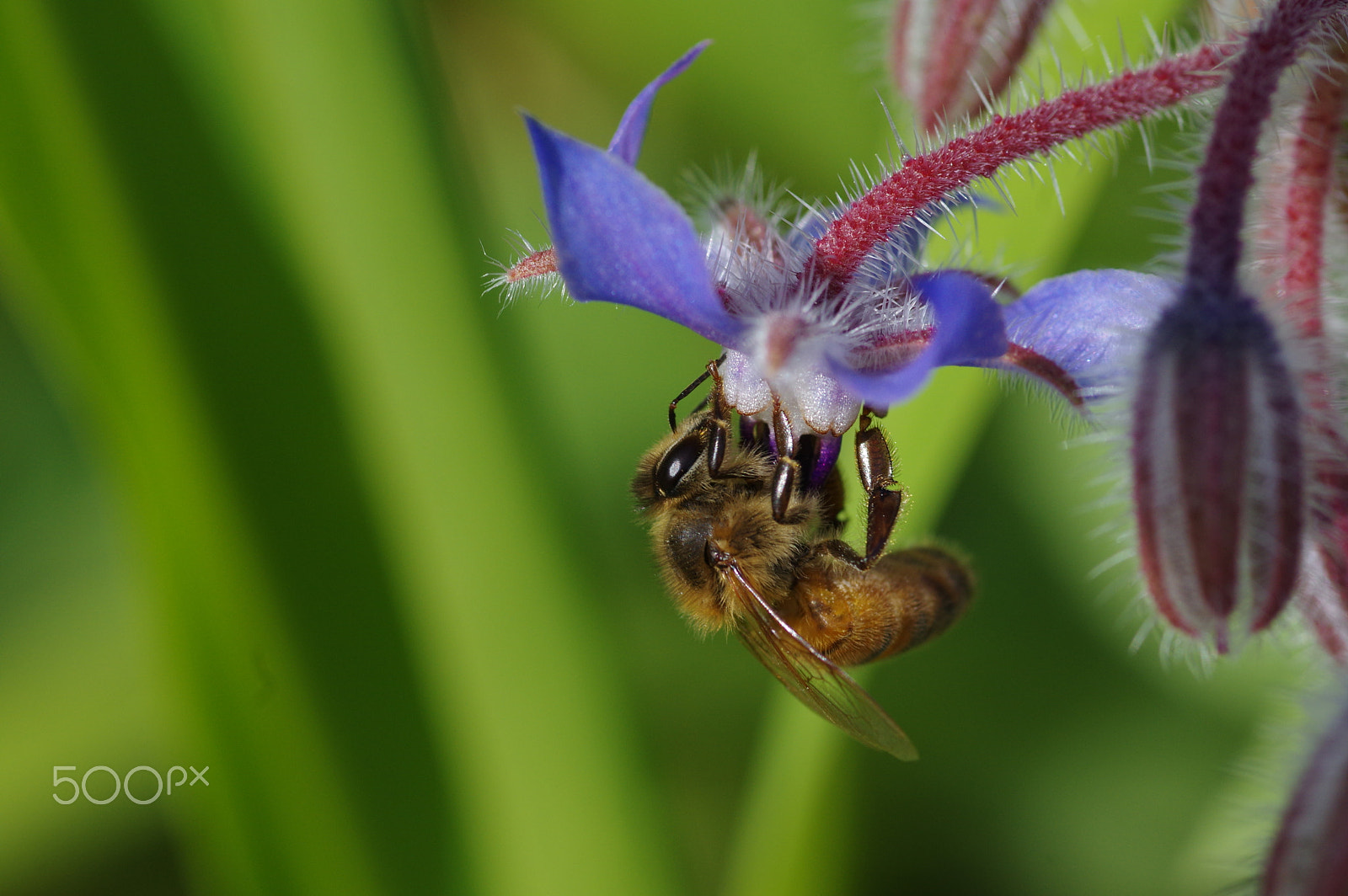 Pentax K-3 II + Pentax smc D-FA 100mm F2.8 Macro WR sample photo. Borage and bee photography