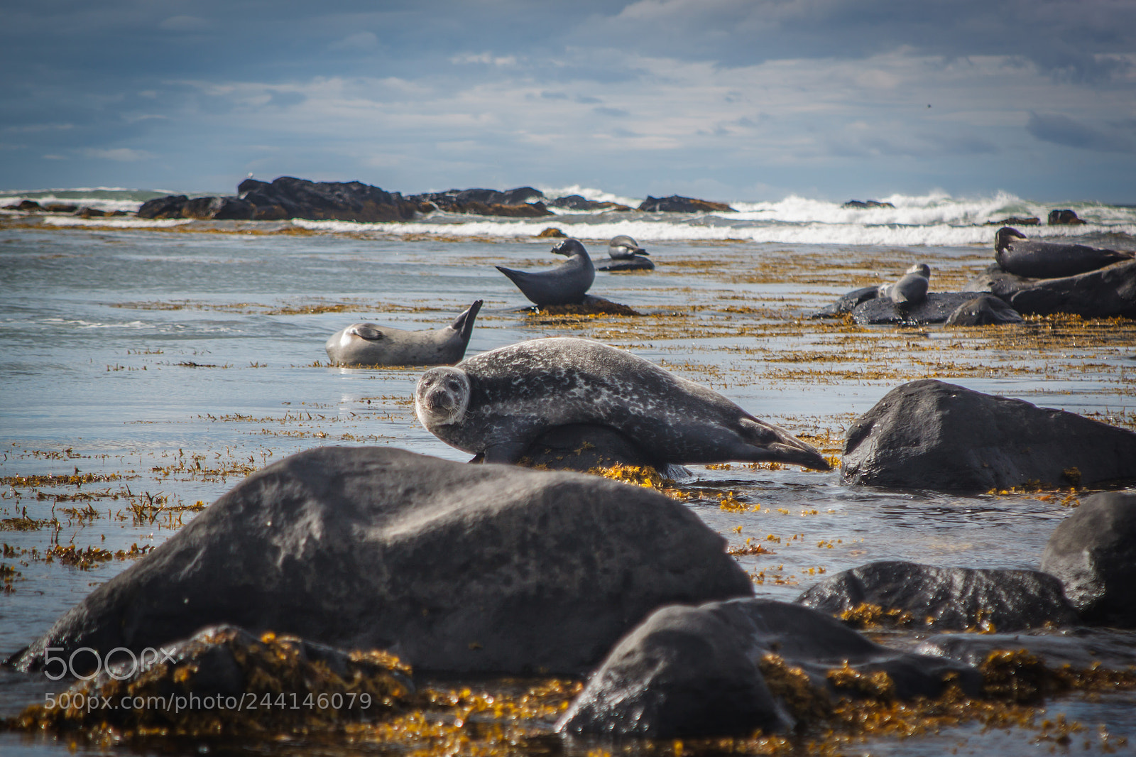 Canon EOS 500D (EOS Rebel T1i / EOS Kiss X3) sample photo. How many seals? photography