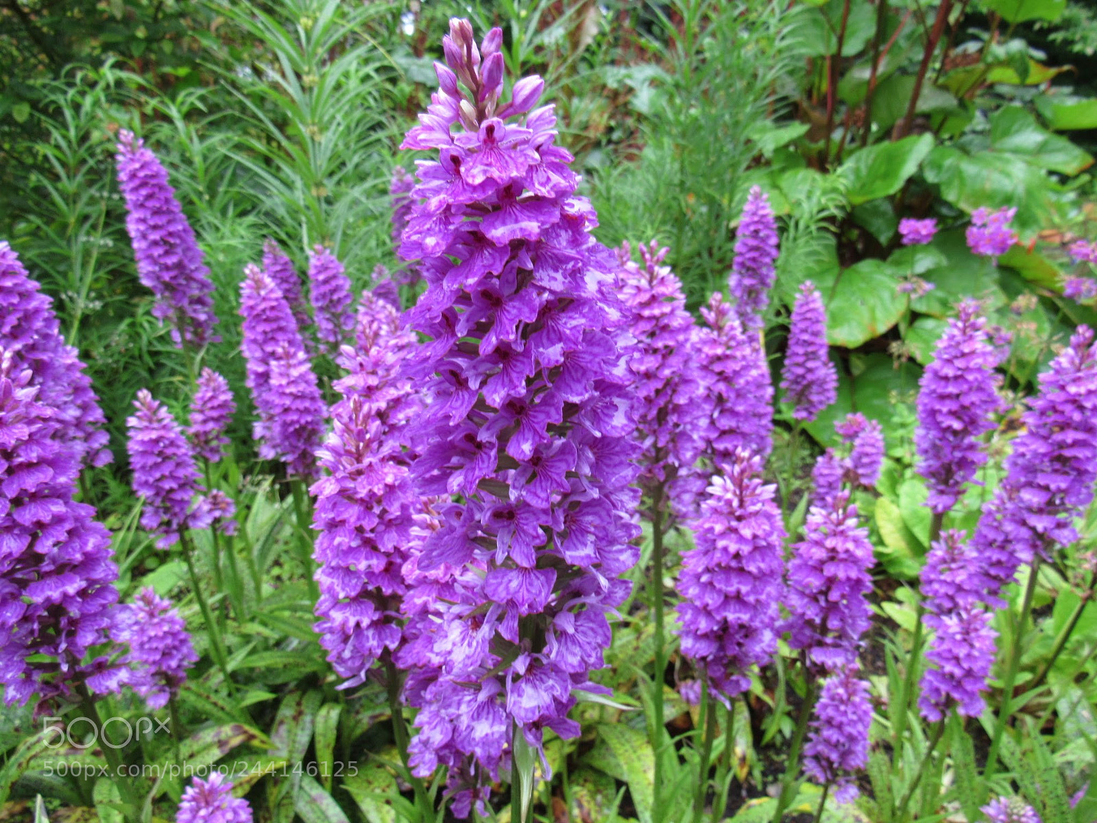 Canon PowerShot SX530 HS sample photo. 26480512_unknown.jpg photography