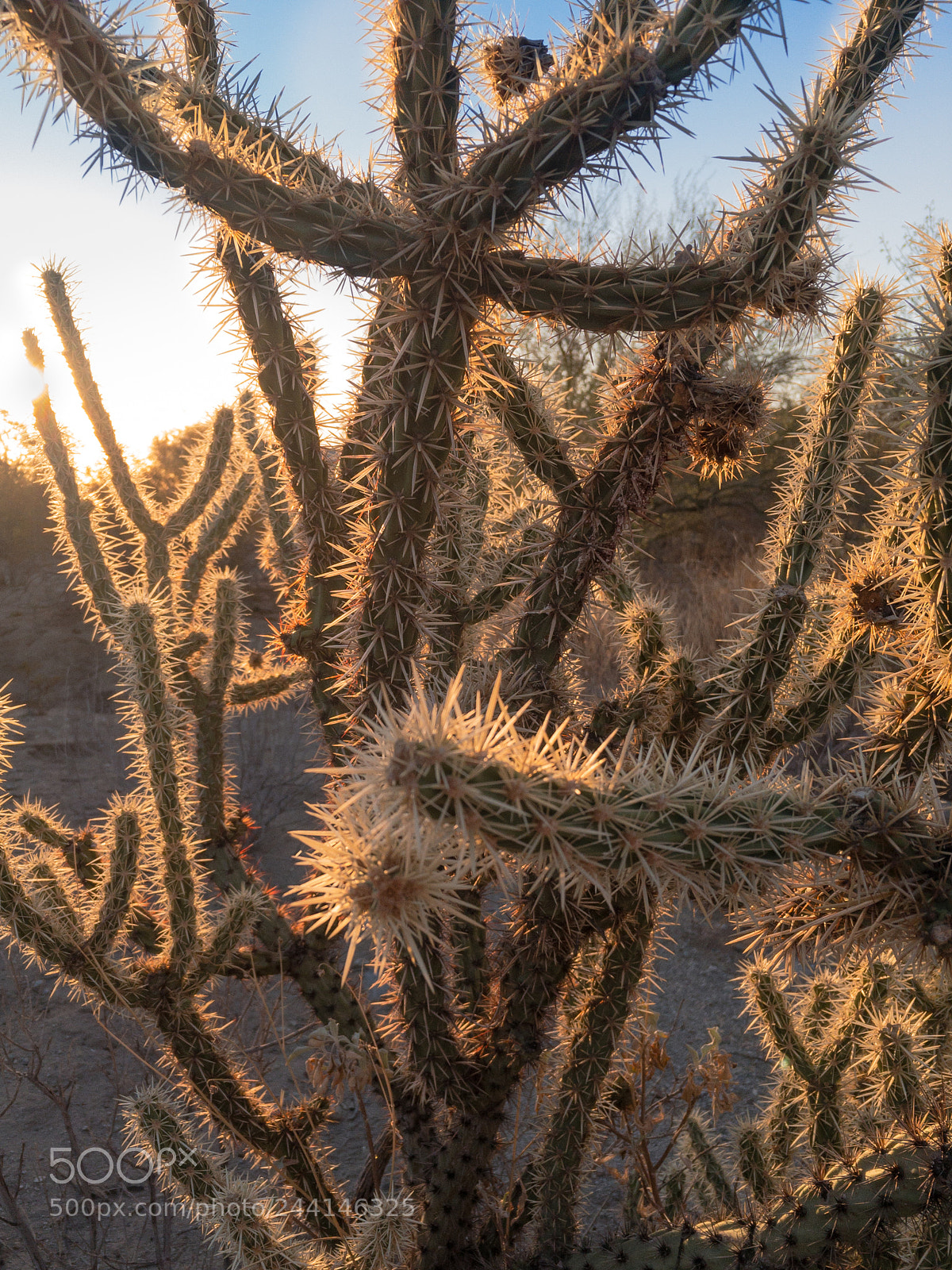 Apple iPhone 6s sample photo. Buckhorn cholla cactus photography
