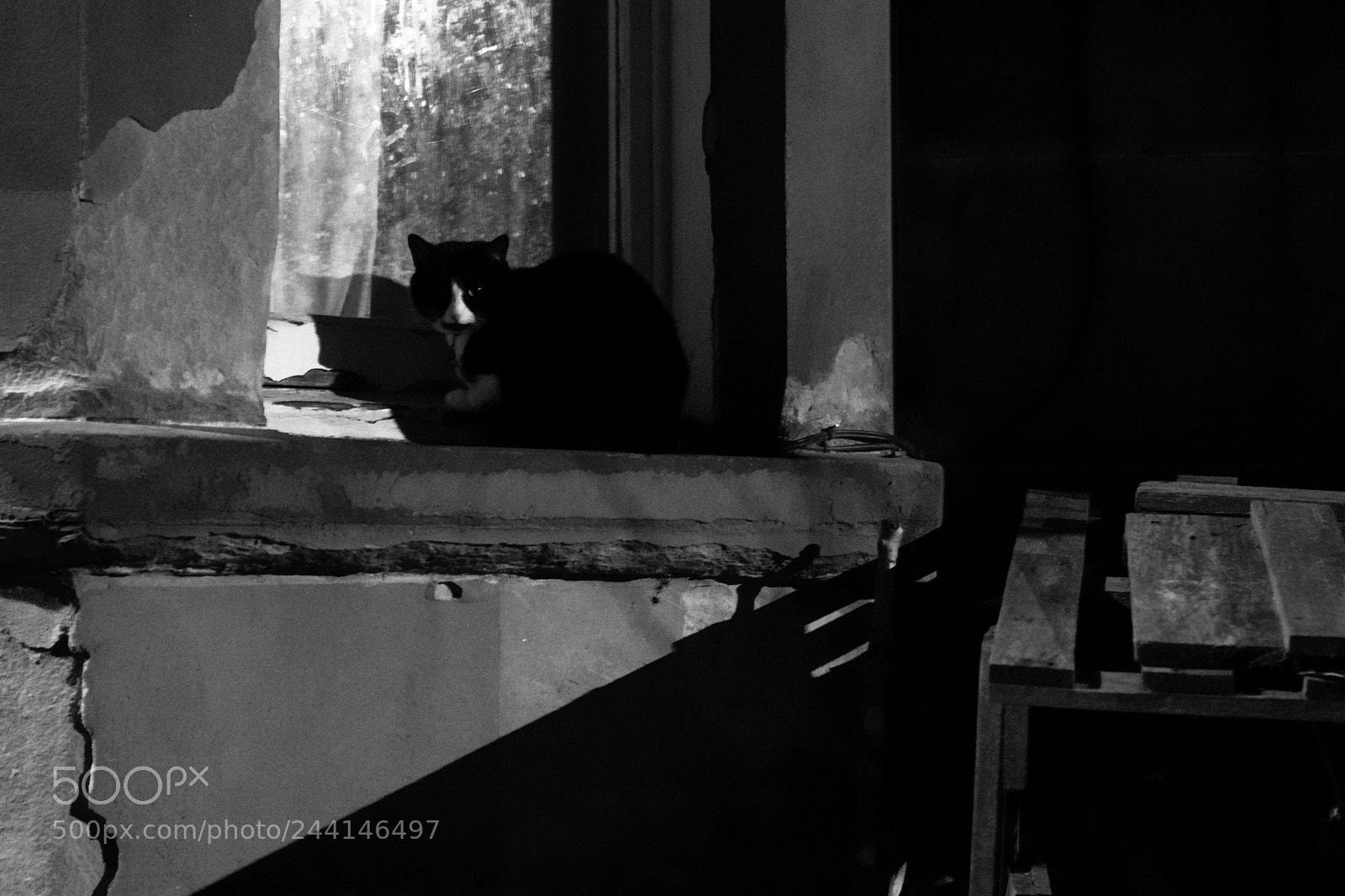 Nikon D7200 sample photo. Cat sheltering from the photography