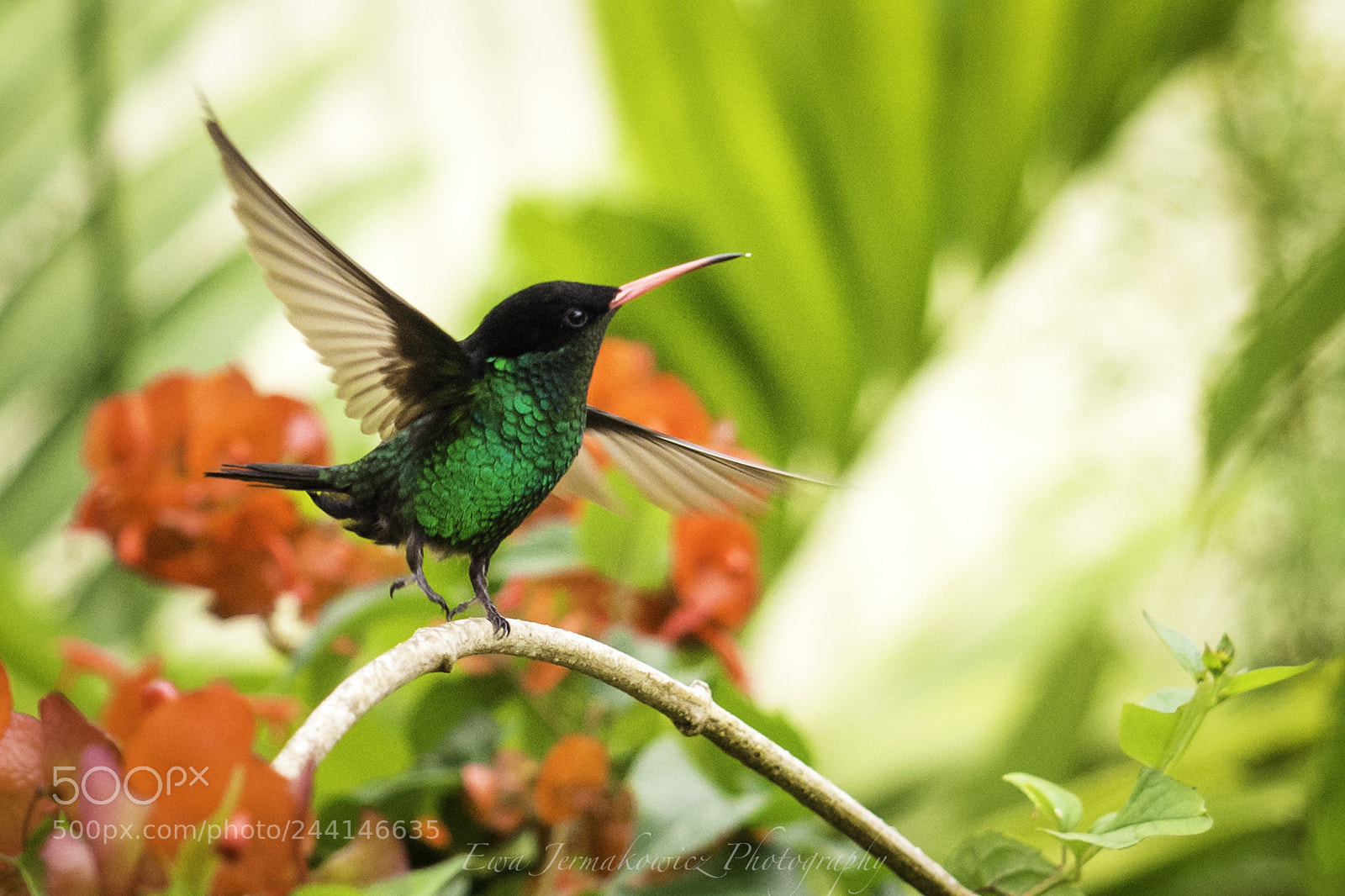 Olympus OM-D E-M10 II sample photo. Dancing hummingbird photography