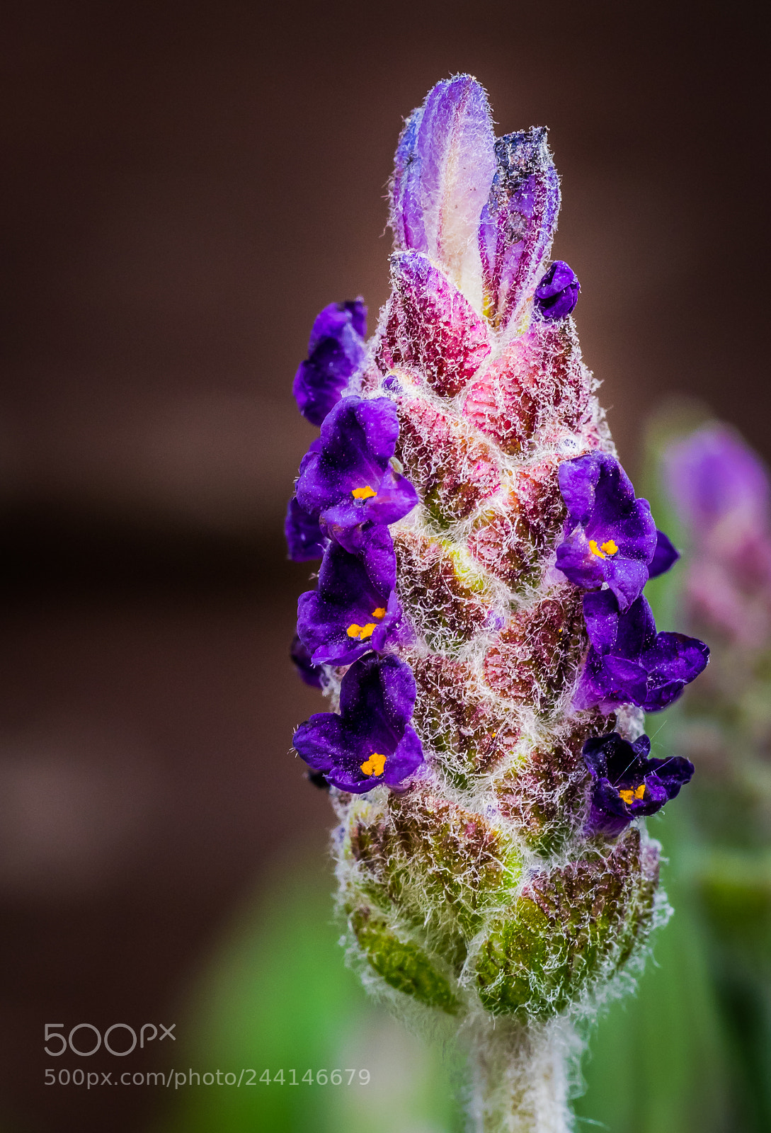 Olympus OM-D E-M1 Mark II sample photo. Olympus digital camera photography